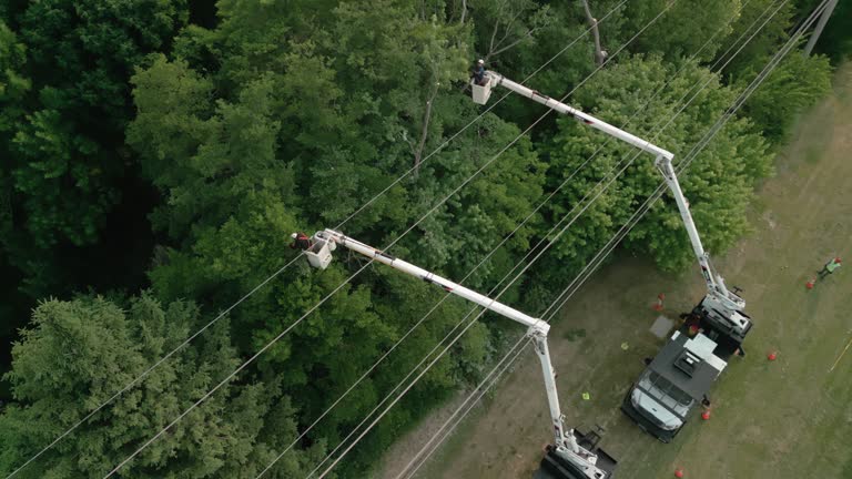 How Our Tree Care Process Works  in  Center Line, MI