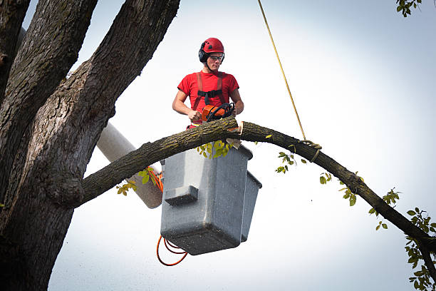 Best Stump Grinding and Removal  in Center Line, MI