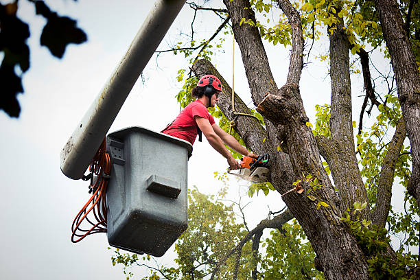 Best Tree Trimming and Pruning  in Center Line, MI