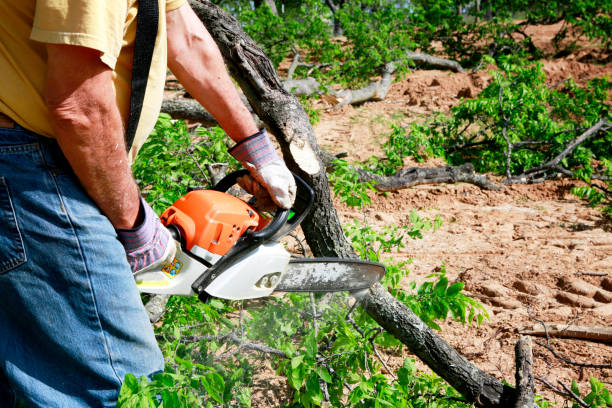 Trusted Center Line, MI Tree Care Services Experts